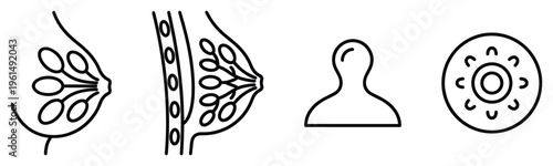 Breast anatomy with mammary glands and ducts medical science education line art isolated