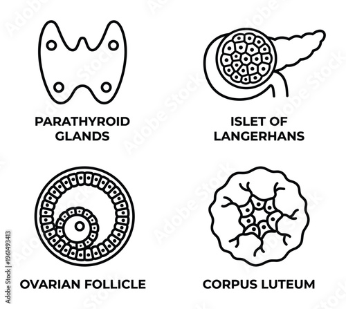 Endocrine system organs line art design parathyroid islet of langerhans ovarian follicle corpus luteum