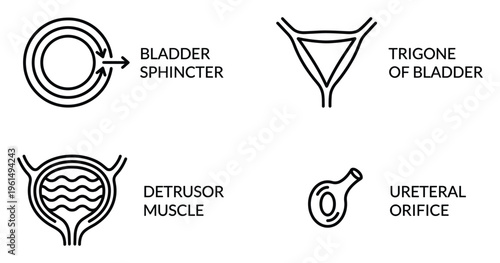Human bladder anatomy line vector illustration of bladder sphincter trigone detrusor and orifice