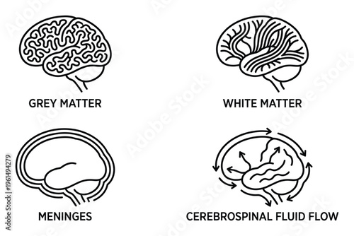 Human brain anatomy parts diagram including grey matter white matter meninges and cerebrospinal fluid