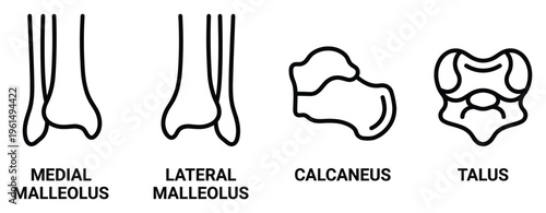 Human foot anatomy thin line vector illustration of ankle joint with bones and ligaments