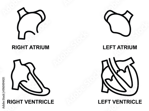 Human heart chambers diagram as outline vector anatomy diagram representing atriums ventricles