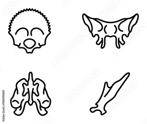 Human pelvic bone anatomical medical diagram for education and study exactly one hundred char