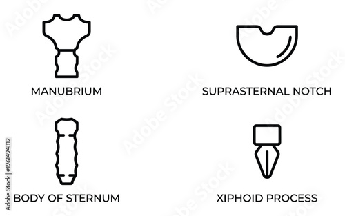 Human sternum bone anatomical medical diagram for education and study one hundred characters only