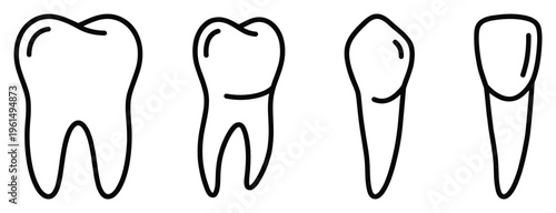 Human teeth structure as outline vector diagram dentistry and oral hygiene concept illustration