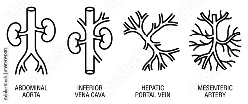 Human vascular system anatomical medical diagram for education and study one hundred characters