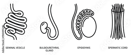 Male reproductive system seminal vesicle bulbourethral gland epididymis spermatic cord vector eps