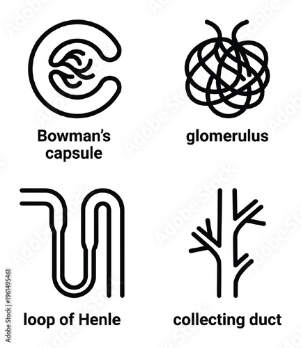 Nephron structure bowman's capsule glomerulus loop of henle collecting duct vector illustration