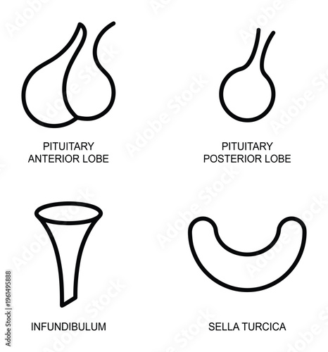 Pituitary gland anterior posterior lobe infundibulum sella turcica vector illustration eps