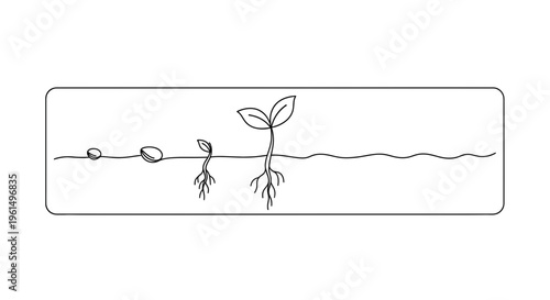 The sequential process of plant seed germination developing into a vibrant young sprout showcasing