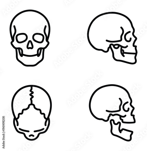 Skull head anatomy diagram front side and top view showing bones and structure linear illustration