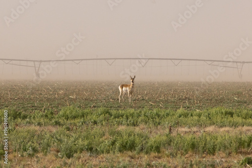 antelope in field 