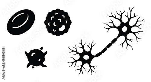 Blood cell neuron and immune cell icons isolated on transparent background for biology and science concepts