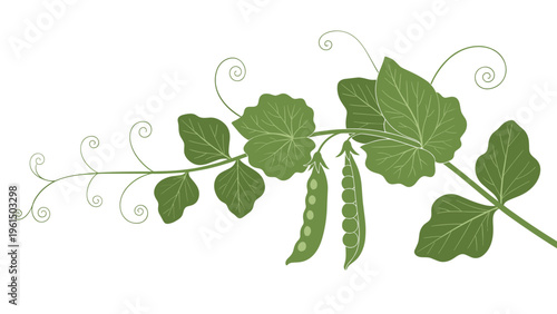 Healthy branch of a green pea plant featuring pods, vibrant leaves, and curly tendrils illustrating growth in a lush organic vegetable garden.