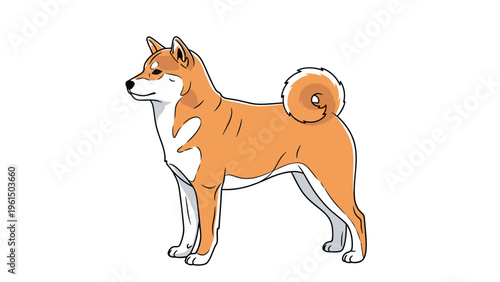 Beautiful Shiba Inu dog stands proudly in a side profile view showing its distinctive curled tail, orange coat, and alert facial expression.