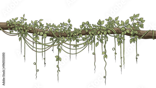 Lush green vines and leaves hang gracefully from a thick brown tree branch against a plain white background in a detailed illustration.