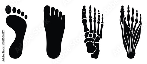 Foot print human foot bones and muscles icons isolated on transparent background for anatomy and health
