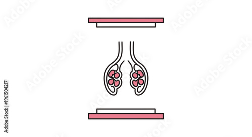 Stylized human reproductive system illustration with glands and platforms for medical study