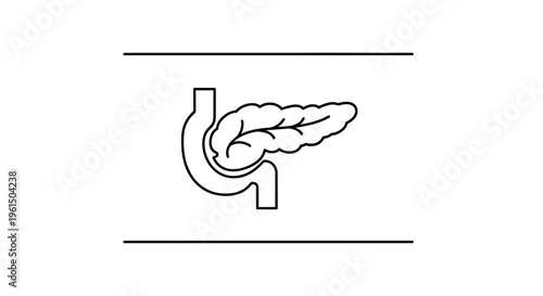 Clear outline illustration of human pancreas and duodenum detailing their anatomical connection