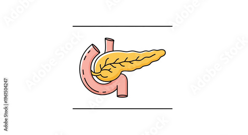 Colorful medical infographic showcasing the human pancreas alongside its duodenal connection for