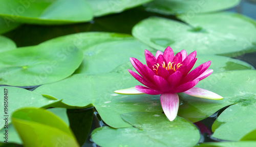 Pink lotus flowers bloom