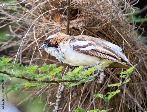 White‑browed Sparrow‑Weaver (Plocepasser mahali) by its nest,  Kenya