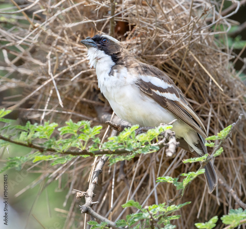White‑browed Sparrow‑Weaver (Plocepasser mahali) by its nest,  Kenya