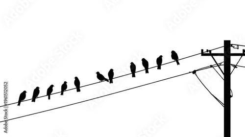 birds perched on electric cables