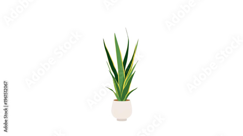 ornamental plants in pots