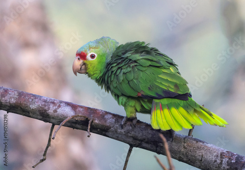Red-lored Parrot (Amazona autumnalis) in Corcovado National Park, Costa Rica