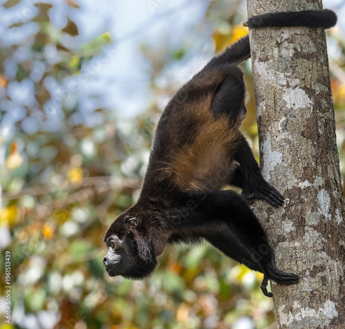 Mantled howler monkey (Alouatta palliata) preparing to a jump, Corcovado National Park, Costa Rica