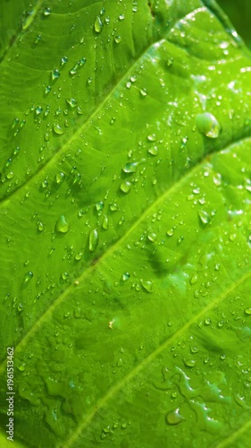 Macro Dew Drops on Green Leaf 
