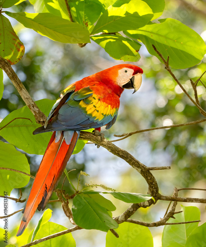 The scarlet macaw (Ara macao) feeding on the almond tree in Corcovado National Park, Costa Rica