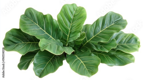 Lush green foliage of a fig plant.