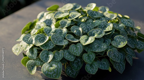 Close-up of a plant with heart-shaped leaves.