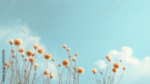 flowers in the sky