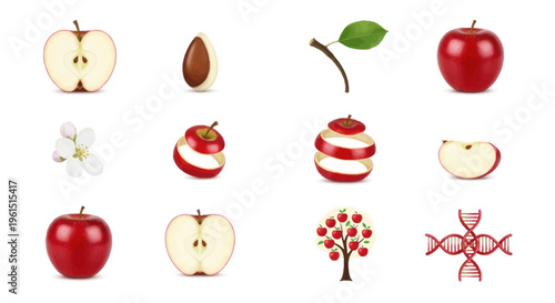 Apple growth cycle illustration showing red apple, seed, leaf, flower, sliced apple, apple tree, and DNA concept for education and biology