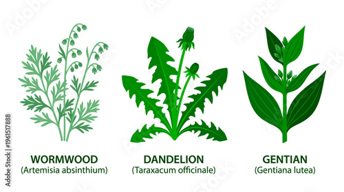 Close-up illustrations of three plants: wormwood, dandelion, and gentian, with their scientific names displayed below them