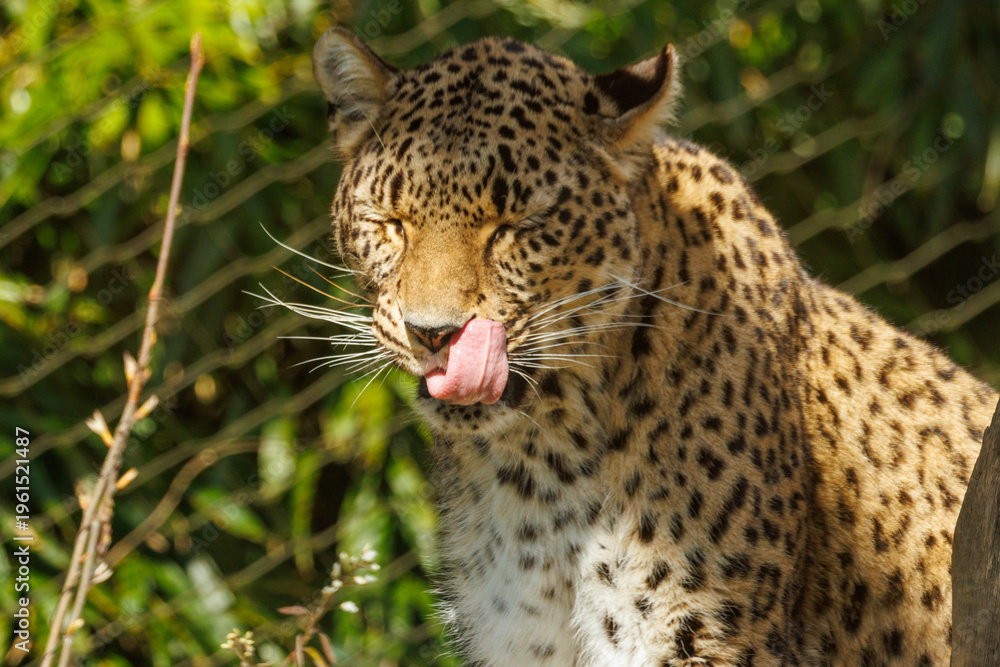 Fototapeta premium Panthère de Perse