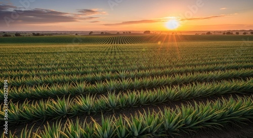 Golden hour sunlight bathes the rolling agricultural landscape, illuminating rows of cultivated green plants in an expansive field under a pastel-colored sky, creating a serene and picturesque...
