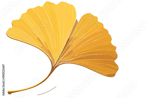 autumn leaf isolated on white background