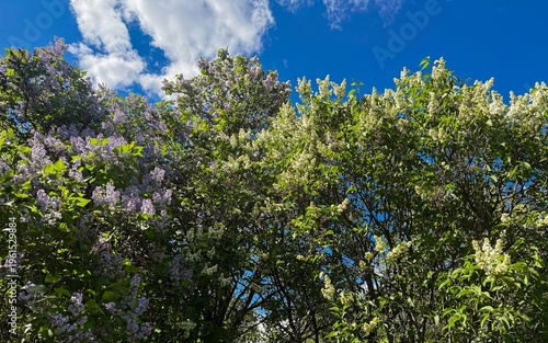 Blooming white and purple lilac bushes under blue sky with copy space