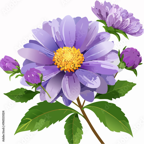 Purple aster flower and buds with transparent background