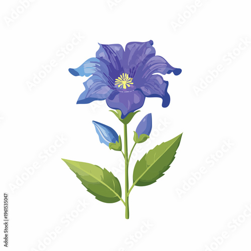 Purple bellflower with buds and leaves isolated with transparent background