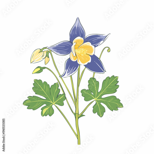 Purple columbine flower with buds and leaves