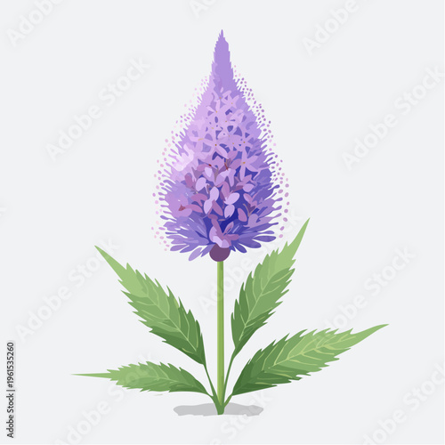 Purple flower spike isolated on white background
