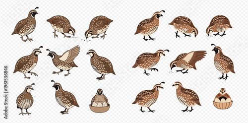 Set of quails in various poses including standing, pecking, flying, and with eggs, isolated on a transparent background.