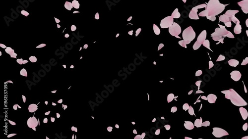 Cherry Blossom Sakura Swirl Explosion Alpha