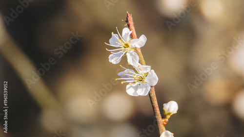 Wild Apple blossom, in strong spring sunshine, Hauxley Nature Reserve, Northumberland, March 2026. 