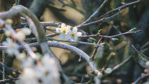 Wild Apple blossom, in strong spring sunshine, Hauxley Nature Reserve, Northumberland, March 2026. 